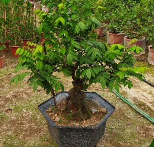 Cây khế Bonsai