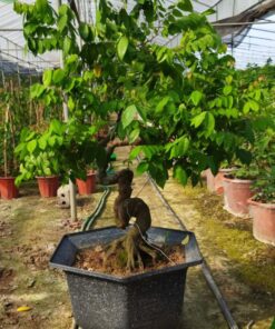 Cây khế Bonsai