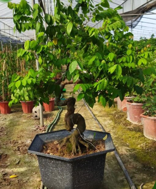 Cây khế Bonsai