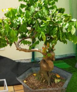 Cây khế Bonsai