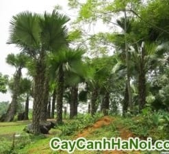 Cây Cọ Dầu