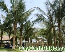 Cây Cọ Dầu