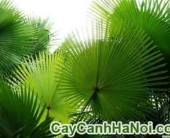 Cây Cọ Tàu