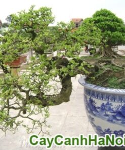 Cây Duối Bonsai