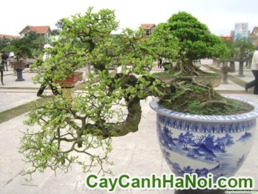 Cây Duối Bonsai