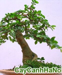 Cây Duối Bonsai