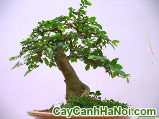 Cây Duối Bonsai