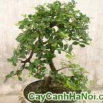 Cây Duối Bonsai