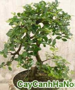 Cây Duối Bonsai