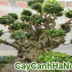 Cây Duối Bonsai