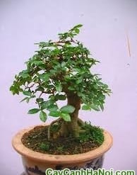 Cây Duối Bonsai