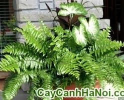 Cây Dương Xỉ Chậu Treo