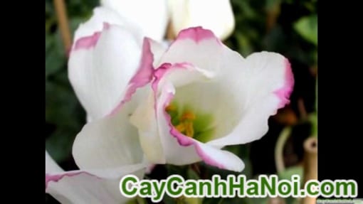 Cây Hoa Cát Tường