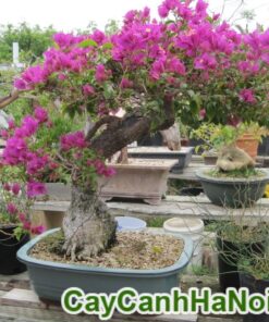 Cây Hoa Giấy Bonsai