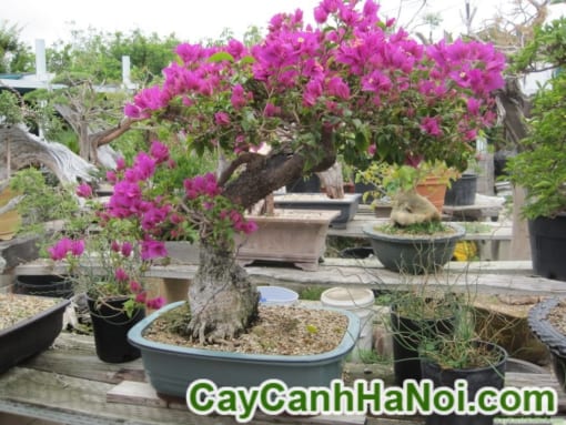 Cây Hoa Giấy Bonsai