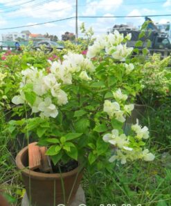 Cây Hoa Giấy Bonsai