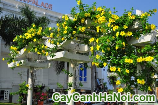 Cây Hoa Huỳnh Anh