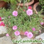 Cây Hoa Mười Giờ Chậu Treo