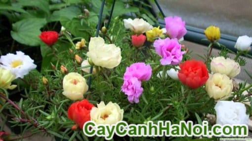 Cây Hoa Mười Giờ