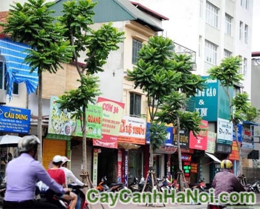 Cây Lát Hoa