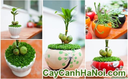 Cây Lâm Lộc May Mắn