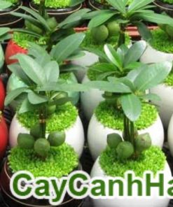 Cây Lâm Lộc May Mắn