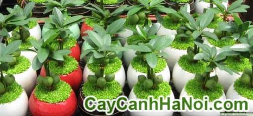 Cây Lâm Lộc May Mắn