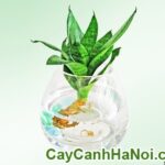 Cây Lưỡi Mèo Trong Nước