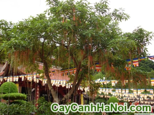 Cây Lộc Vừng