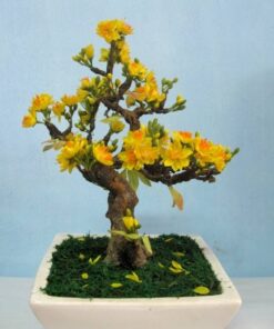 Cây Mai Bonsai Để Bàn