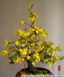 Cây Mai Bonsai Để Bàn