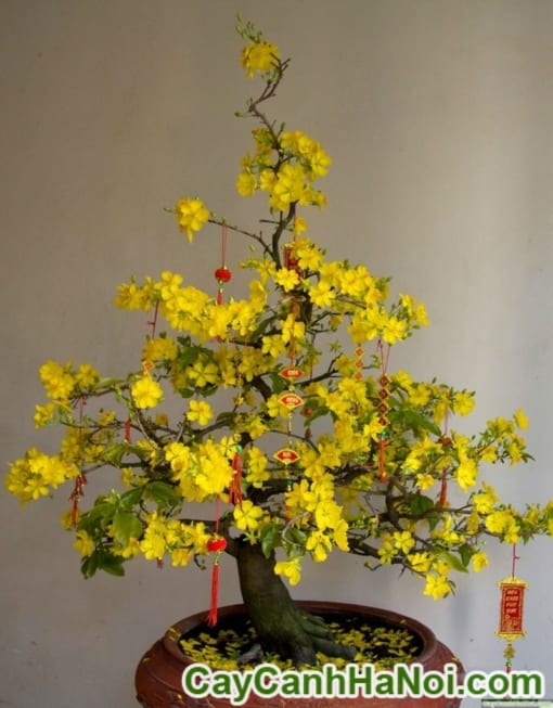 Cây Mai Bonsai Để Bàn