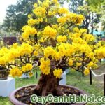 Cây Mai Bonsai Để Bàn