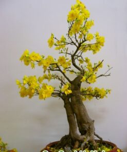 Cây Mai Bonsai Để Bàn