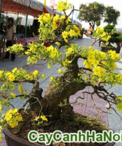 Cây Mai Bonsai Để Bàn