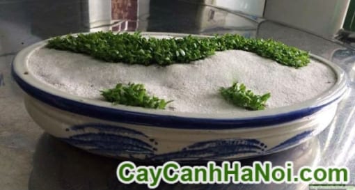 Cây May Mắn Bản Đồ Việt Nam