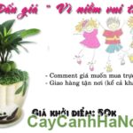 Cây May Mắn Gấu Trúc