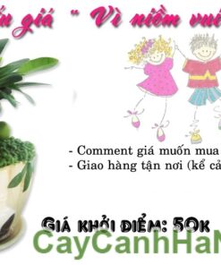 Cây May Mắn Gấu Trúc