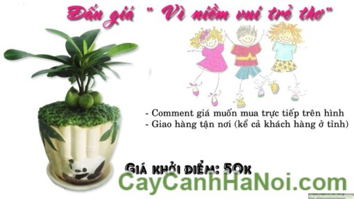 Cây May Mắn Gấu Trúc