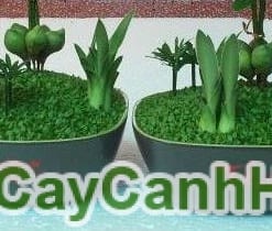 Cây May Mắn Phúc Lộc Thọ Toàn