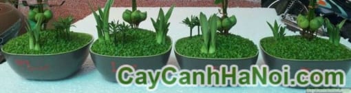 Cây May Mắn Phúc Lộc Thọ Toàn