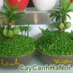 Cây May Mắn Phúc Lộc Thọ Toàn