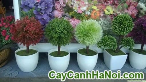 Cây May Mắn Quả Cầu Loại Lớn