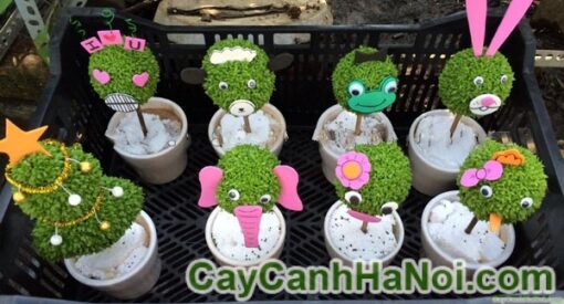 Cây May Mắn Quả Cầu Tỏ Tình