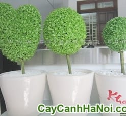 Cây May Mắn Quả Cầu