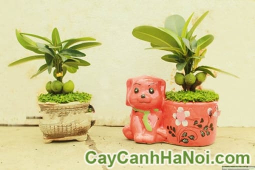 Cây May Mắn Tài Lộc Chậu Cún Con