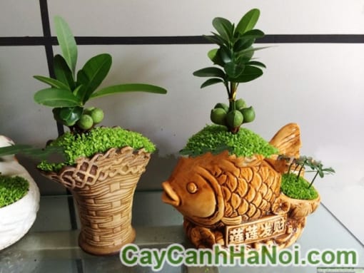 Cây May Mắn Tài Lộc Chậu Giỏ Hoa