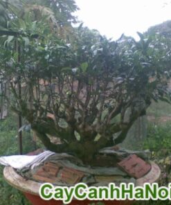 Cây chè Bonsai ( Trà Xanh)