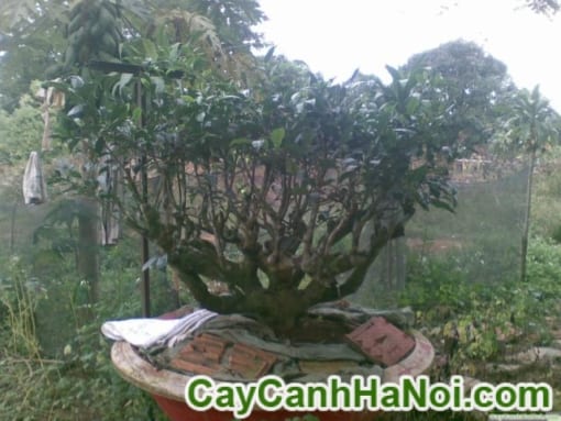 Cây chè Bonsai ( Trà Xanh)