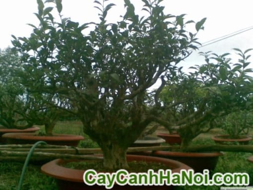 Cây chè Bonsai ( Trà Xanh)